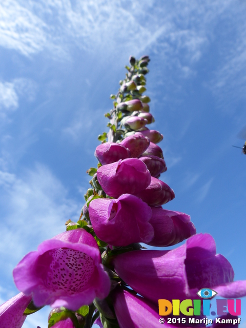 FZ018527 Foxgloves St. Bees Head